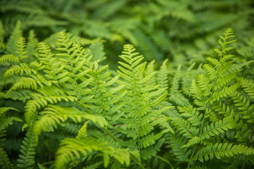 Beautiful, fresh, green fern leaves in the forest at spring. Green natural pattern.