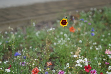 Colour