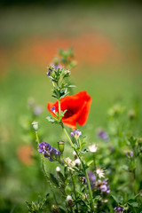 field of red poppy wild