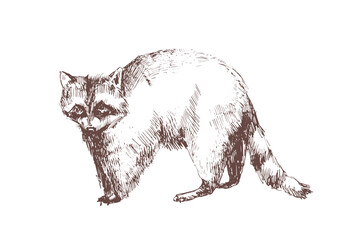 Raccoon hand drawn with contour lines on white background © Good Studio