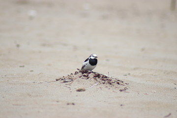 bird on the beach