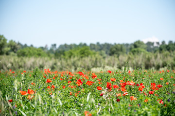 field of red poppy wild