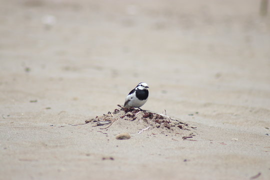 bird on the beach