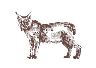 Lynx or bobcat hand drawn with contour lines on white background © Good Studio