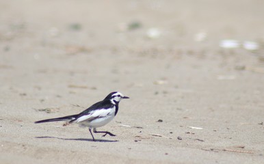 bird on the beach