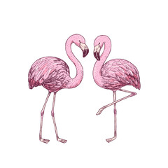Pink flamingo engraved illustration. Beautiful design print. Vector illustration