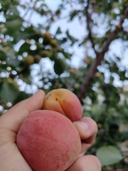 APPRICOTS NATURE