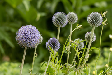 Flower balls in bloom delicate and beautiful