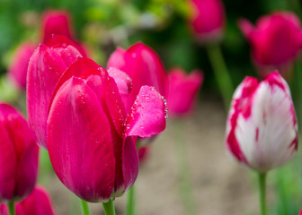 Close-up of beautiful pink tulips with water drops with blurred green background, spring wallpaper, tulips field, springtime blossom after rain