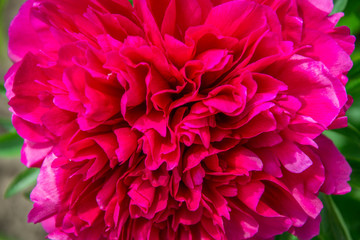Close-up photo of red peony flower in the garden, macro flower in the park, spring wallpaper, background for cards, full frame