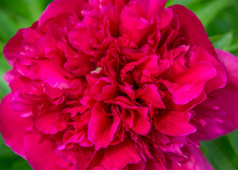 Fototapeta premium Close-up photo of red peony flower in the garden, macro flower in the park, spring wallpaper, background for cards, full frame