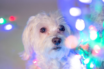 Maltese dog surrounded by fairy lights, white background