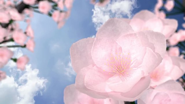 Pink flower on blue sky time-lapse background, 3d render.