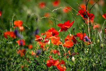 Fototapeta na wymiar field of red poppy wild
