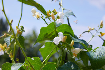Bean blossom outdoors in a flowerbad