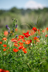 field of red poppy wild