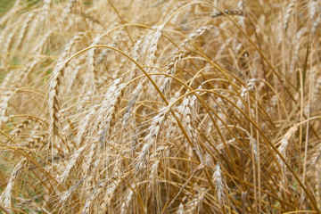 Summer field with ripe barley ears. Hordeum vulgare. Idyllic rural landscape with golden spikes in cornfield. Agriculture, farming, harvesting. Common Barley plant 