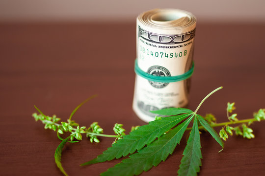 Cannabis CBD with seeds and dollars in money tied with a rubber band. Concept of the production of marijuana products and businesses. CBD hemp oil from natural cannabis