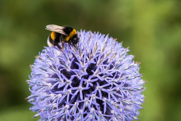 Hummel auf violetter kugeliger Distelblüte
