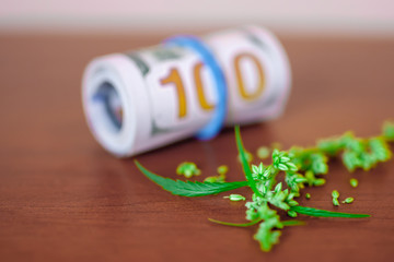 Cannabis with seeds and dollars in money tied with a rubber band.The concept of the production of marijuana products and businesses. CBD hemp oil from natural cannabis