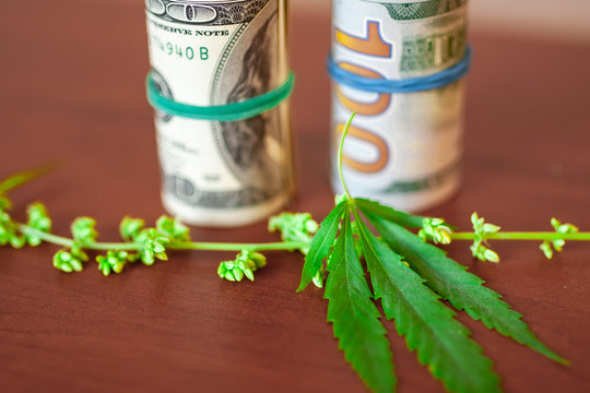 Cannabis with seeds and dollars in money tied with a rubber band.The concept of the production of marijuana products and businesses. CBD hemp oil from natural cannabis