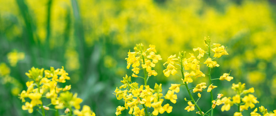 Bushes of yellow flowers of Rapeseed Brassica rapa closeup. meadow with yellow flowers.