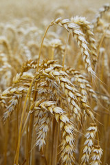 Wheat field. Ears of golden wheat close up. Beautiful Landscape. Rural Scenery early in the morning. Background of ripe ears of wheat field. Rich harvest Concept. Copy space.  © Liudmila