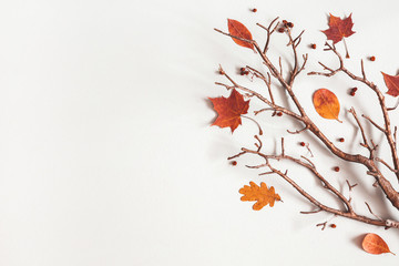 Autumn composition. Maple leaves, branch on gray background. Autumn, fall, thanksgiving day...