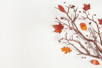 Autumn composition. Maple leaves, branch on gray background. Autumn, fall, thanksgiving day concept. Flat lay, top view, copy space