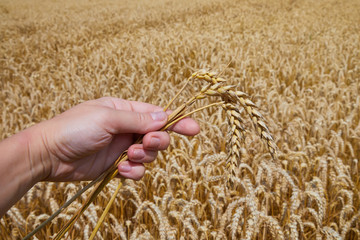 Woman hand holding three ripe ears of wheat on a  wheat field blurred background. 