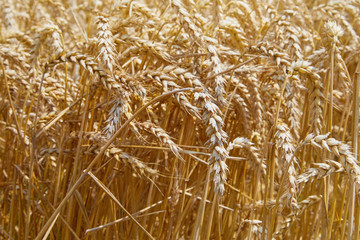 Wheat field. Ears of golden wheat close up. Beautiful Landscape. Rural Scenery early in the morning. Background of ripe ears of wheat field. Rich harvest Concept. Copy space. 
