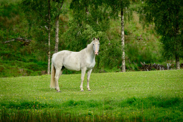 Obraz na płótnie Canvas A grey horse in a paddock loking at the camera.