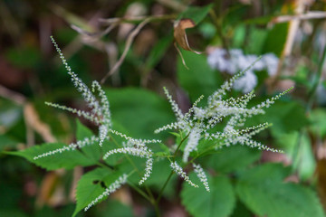 Towada Hachimantai National Park, Iwate