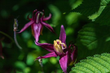 Towada Hachimantai National Park, Iwate