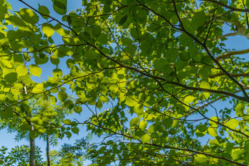 Towada Hachimantai National Park, Iwate