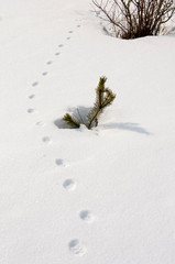  cat footprints in snow in rural areas