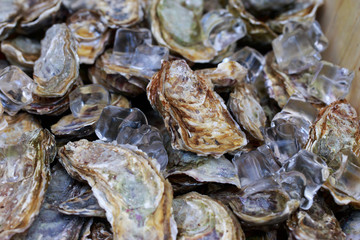 Fresh oysters with ice cubes