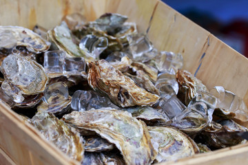 Fresh oysters with ice cubes