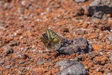 Towada Hachimantai National Park, Iwate