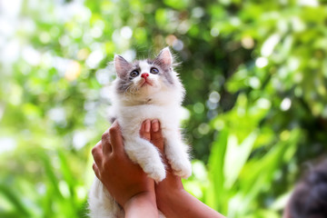 Obraz premium Beautiful kitten on the palm ,Woman is stroking a small kitten.