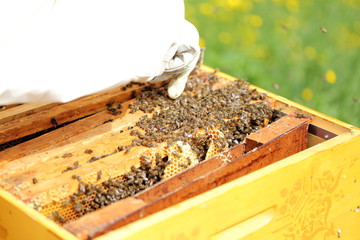 Imker vor offenem Bienenstock