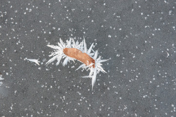  frozen leaf on ice in winter