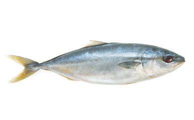 whitefish on white background