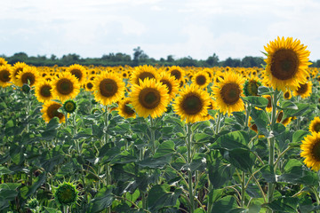 agriculture field of orange sunflowers, close-up view, daylight