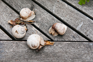 Fototapeta na wymiar snails on a wooden table