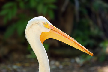 The American white pelican (Pelecanus erythrorhynchos), portrait. Portrait of the big pelican.