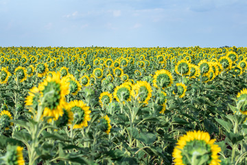 Obraz premium agriculture field of yellow sunflowers, back side of sunflowers, daylight