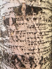 old wood texture of bark of a tree