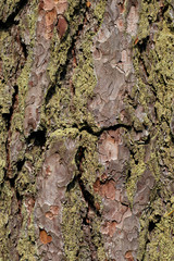 Abstract tree bark texture for design. natural wooden background.