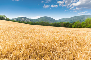 Gold wheat field. Countryside landscape.